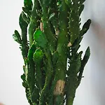 Evergreen Nea Moudhania