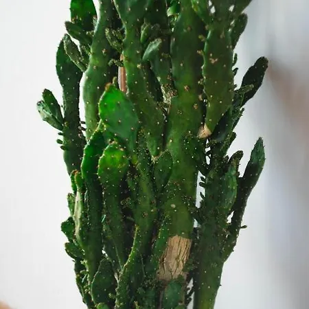 Evergreen Nea Moudania