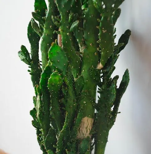 Evergreen Nea Moudania